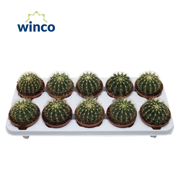 <h4>FEROCACTUS GLAUCES</h4>