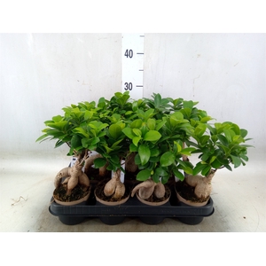 Ficus microcarpa 'Ginseng'