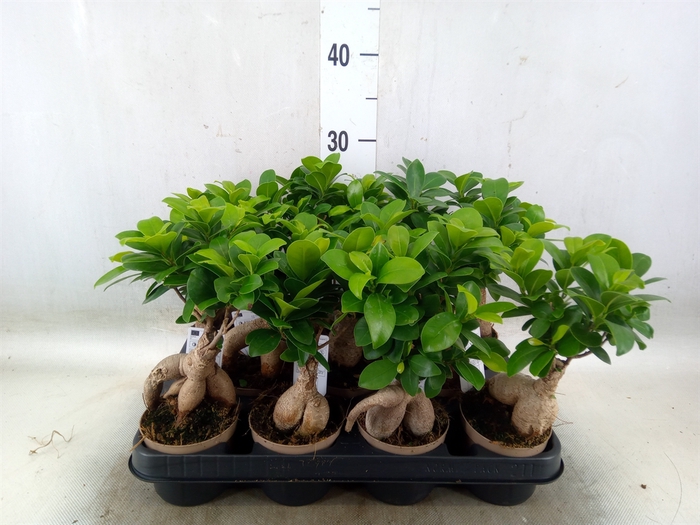 <h4>Ficus microcarpa 'Ginseng'</h4>