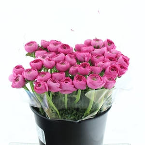 Ran Su Sr Colorado Extra