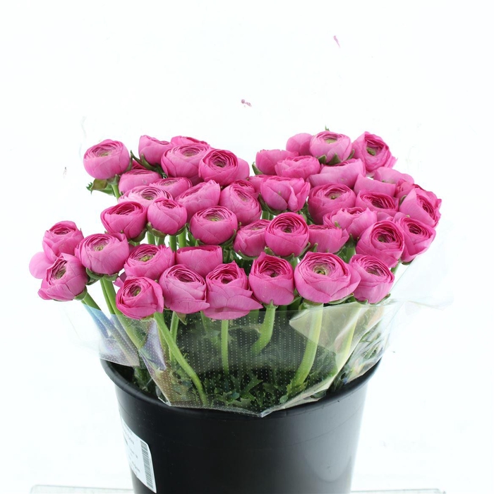 <h4>Ran Su Sr Colorado Extra</h4>