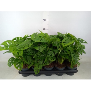 Monstera obliqua 'Leichtlinii'