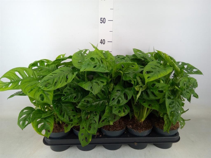 <h4>Monstera obliqua 'Leichtlinii'</h4>
