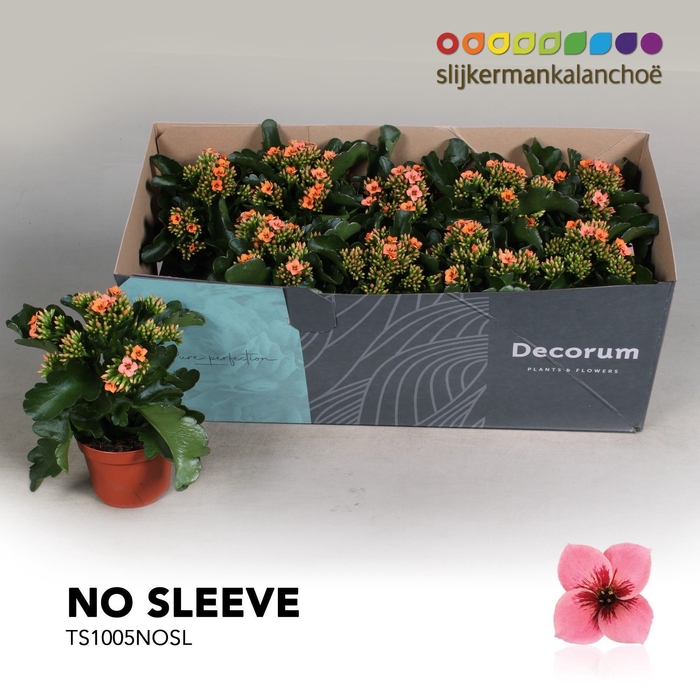 <h4>Kalanchoe No Sleeve - 10,5 cm Tiger Pink</h4>