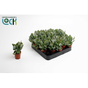 Crassula Arborensis Cristaat