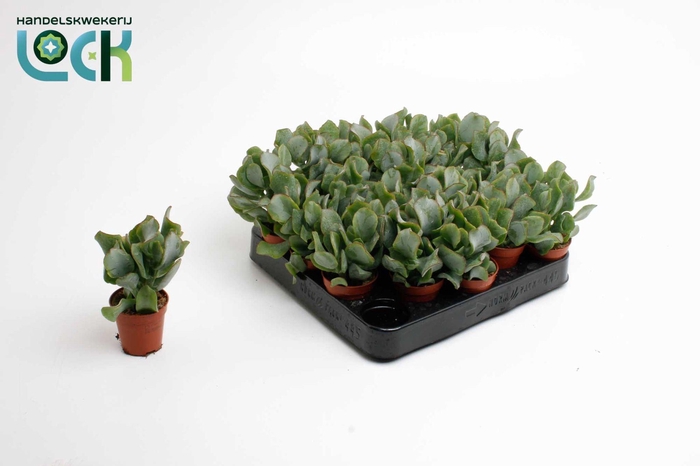<h4>Crassula Arborensis Cristaat</h4>