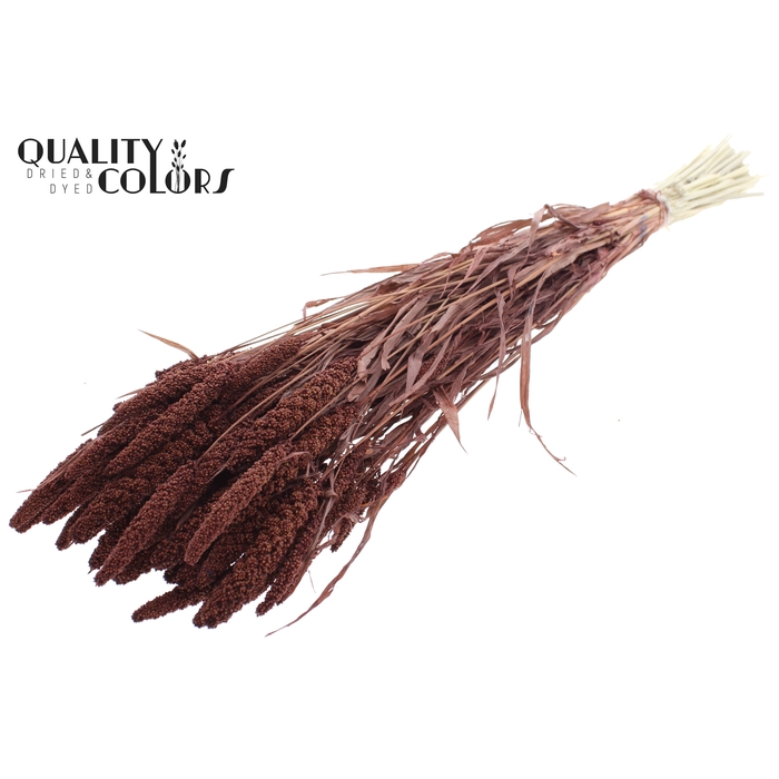 <h4>Gierst per bunch Intense Brown</h4>
