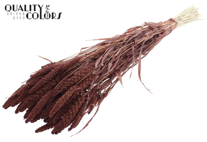 <h4>Gierst per bunch Intense Brown</h4>