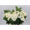 Dahlia White Cap