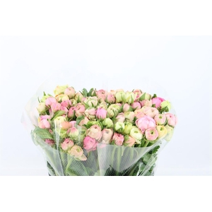 Ran Elegance Pastel Pink