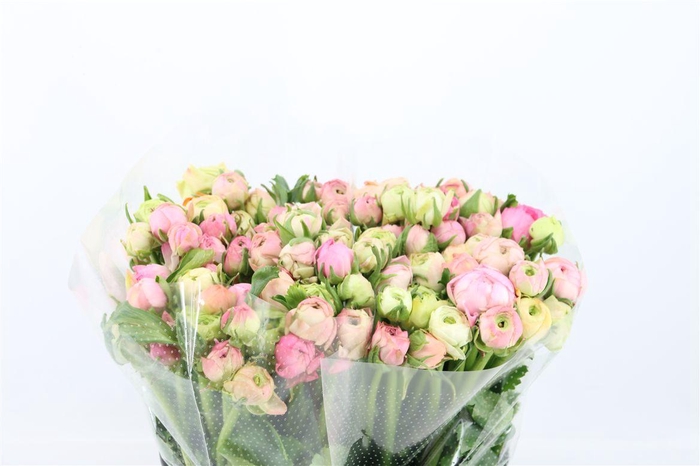 Ran Elegance Pastel Pink