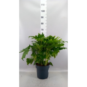 Philodendron bipinn. 'Little Hope'