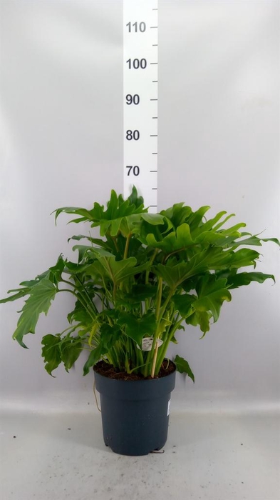<h4>Philodendron bipinn. 'Little Hope'</h4>