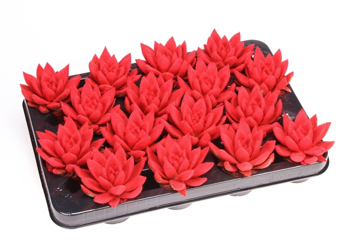 <h4>Echeveria  'Miranda'</h4>