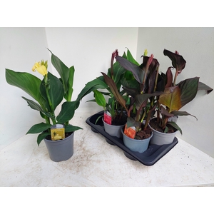 CANNA CANNOVA GEM