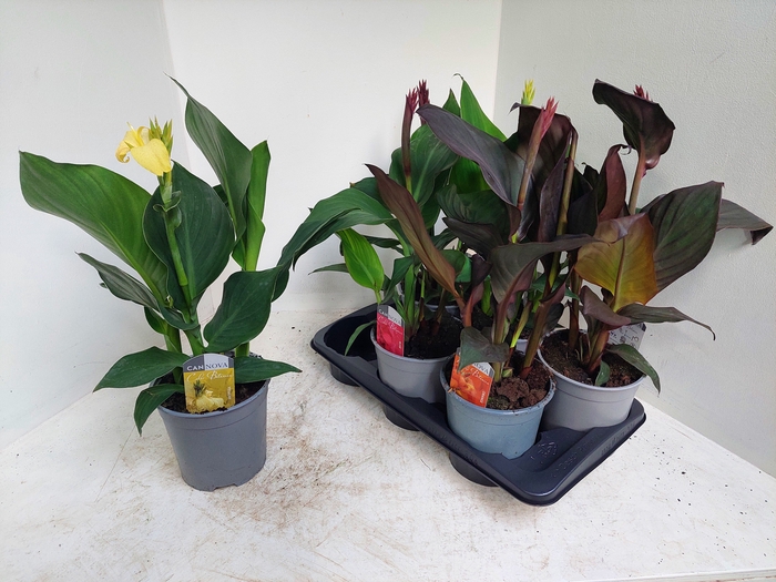 <h4>CANNA CANNOVA GEM</h4>