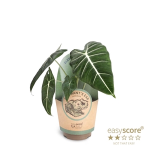 ALOCASIA MICHOLITZIANA p11 Frydek paper