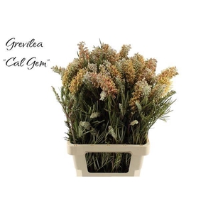 GREVI CAL GEM