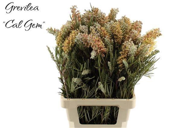 <h4>GREVI CAL GEM</h4>