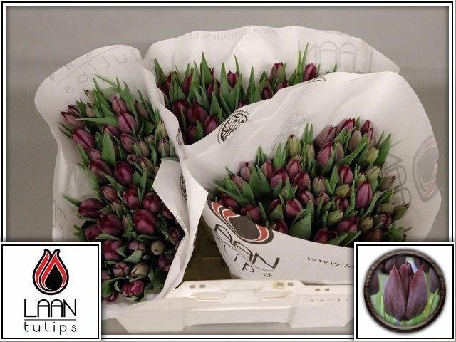 <h4>TU EN RONALDO</h4>