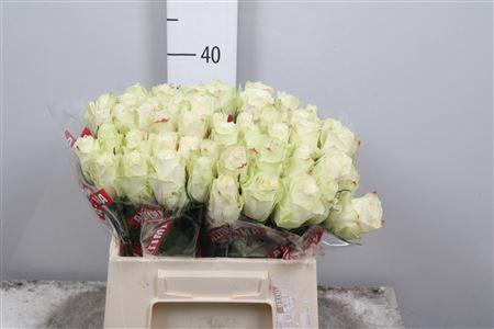 <h4>R Gr Athena</h4>