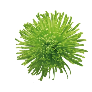 ANASTASIA DARK GREEN 080 CM VERDE