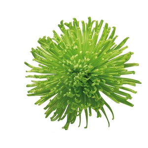 ANASTASIA DARK GREEN 080 CM VERDE