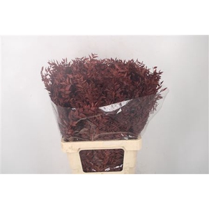 Ruscus. Brown Per Stem