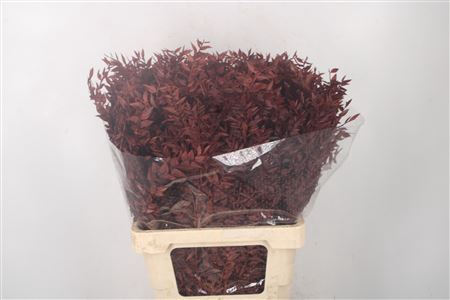 <h4>Ruscus. Brown Per Stem</h4>