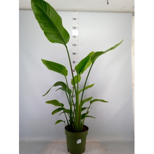 Strelitzia nicolai
