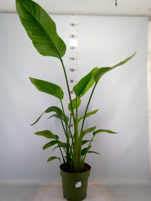 <h4>Strelitzia nicolai</h4>