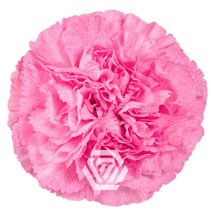 <h4>DI ST PINK PIXEL Tessa</h4>