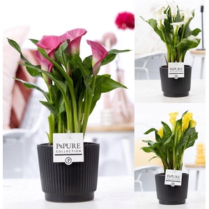 Zantedeschia mix in P&PURE Liv ceramics matt black