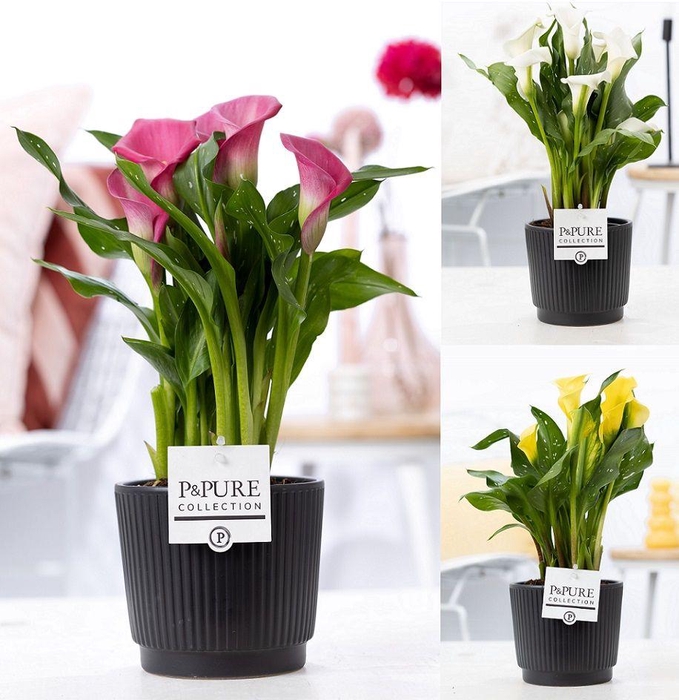 <h4>Zantedeschia mix in P&PURE Liv ceramics matt black</h4>