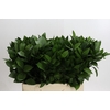 Ruscus Hypophyllum