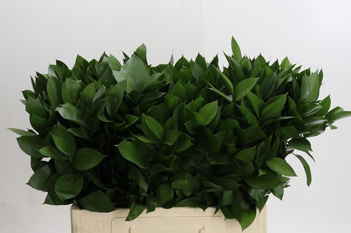 <h4>Ruscus Hypophyllum</h4>