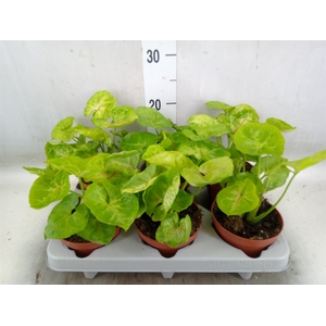 Syngonium   ...