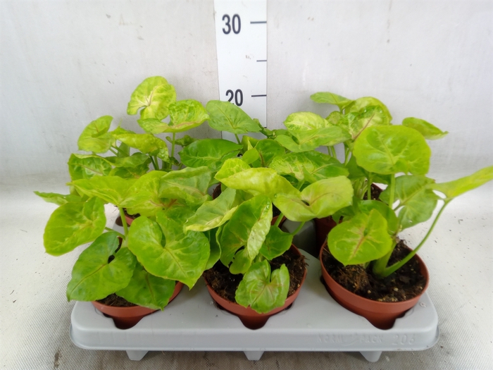 <h4>Syngonium   ...</h4>
