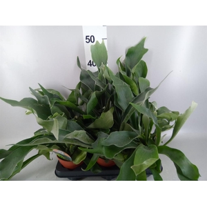 Platycerium bifurc.