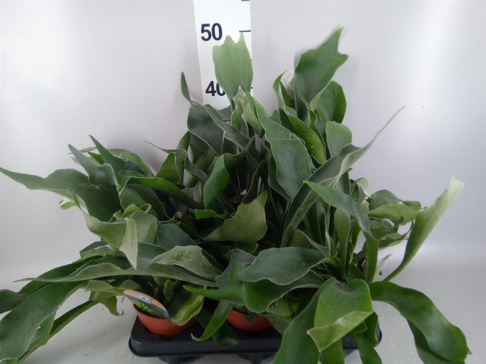 <h4>Platycerium bifurc.</h4>