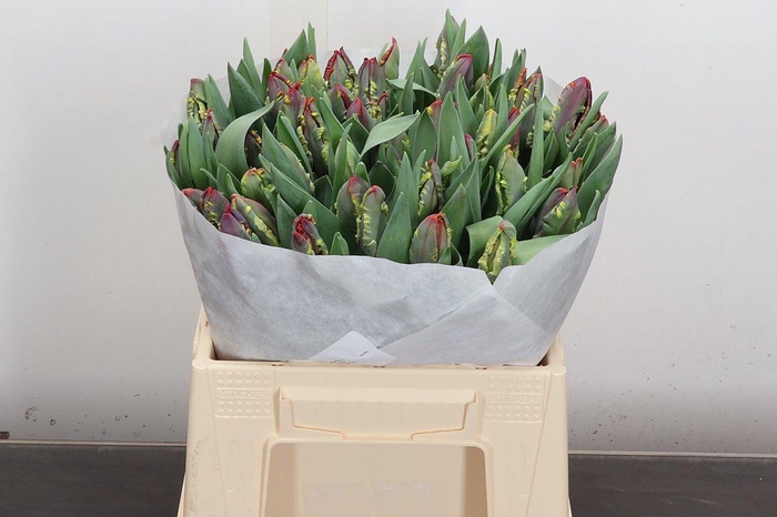 <h4>Tu Pa Rococo</h4>