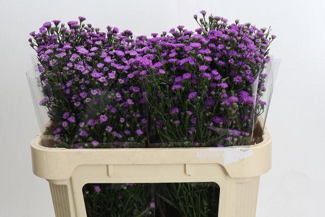 <h4>AST ASTEE M BABY PIN</h4>