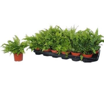 <h4>Nephrolepis Nephrolepis</h4>
