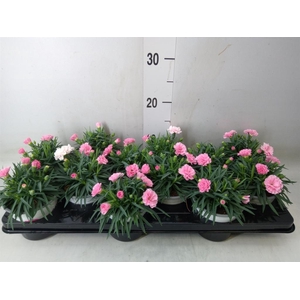 Dianthus  'I Love U'