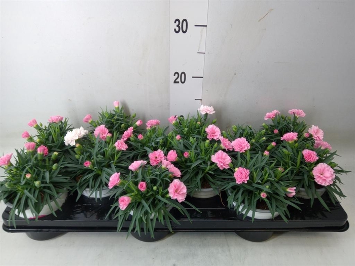 <h4>Dianthus  'I Love U'</h4>