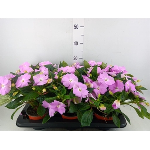 Impatiens NG 'ColPow Lavender'