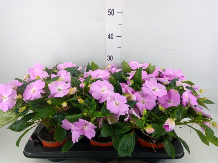 <h4>Impatiens NG 'ColPow Lavender'</h4>