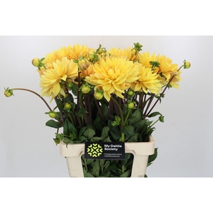 Dahlia Gelber Vulcan