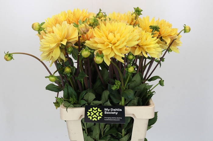 <h4>Dahlia Gelber Vulcan</h4>