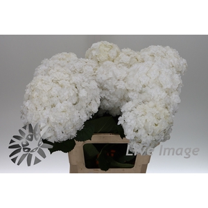Hydrangea royal highness